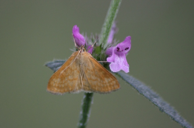 Crambidae Mecyna lutealis ?